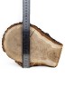 Спил дерева дуб d 16-24 см (1 шт.) ТВ-491