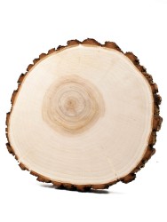 Спил дерева ива d 22-24 см, толщина 23-24 мм ТВ-098