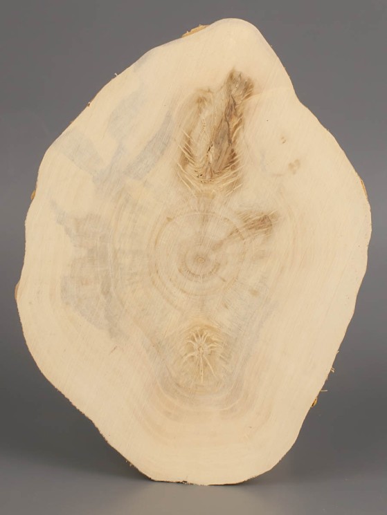 Спил дерева клён d 10-13 см ТВ-1953