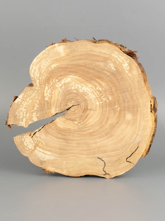 Спил дерева яблоня d 16-18 см ТВ-2036