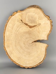 Спил дерева дуб d 27-38 см ТВ-2078