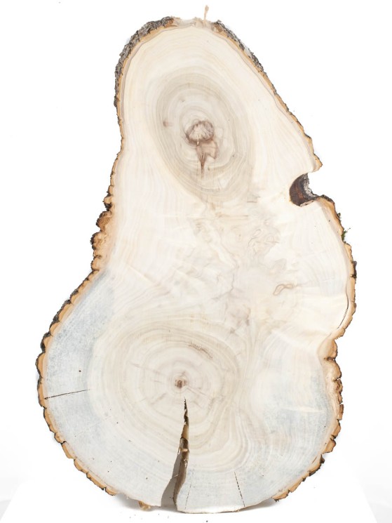 Спил дерева тополь d 34-55 см ТВ-1450