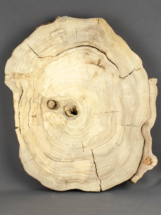 Спил дерева вяз (карагач) d 30-36 см ТВ-1666