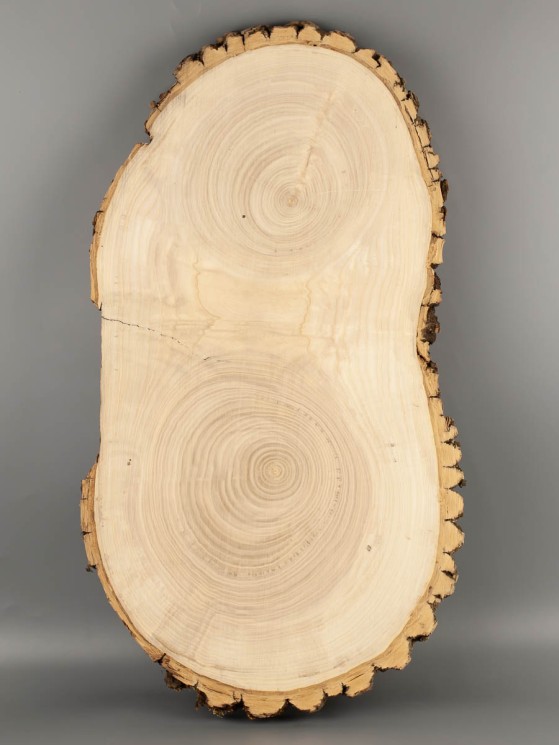 Спил дерева ясень d 26-47 см ТВ-2079