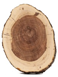 Спил дерева яблоня d 13-18 см ТВ-792