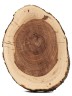 Спил дерева яблоня d 13-18 см ТВ-792