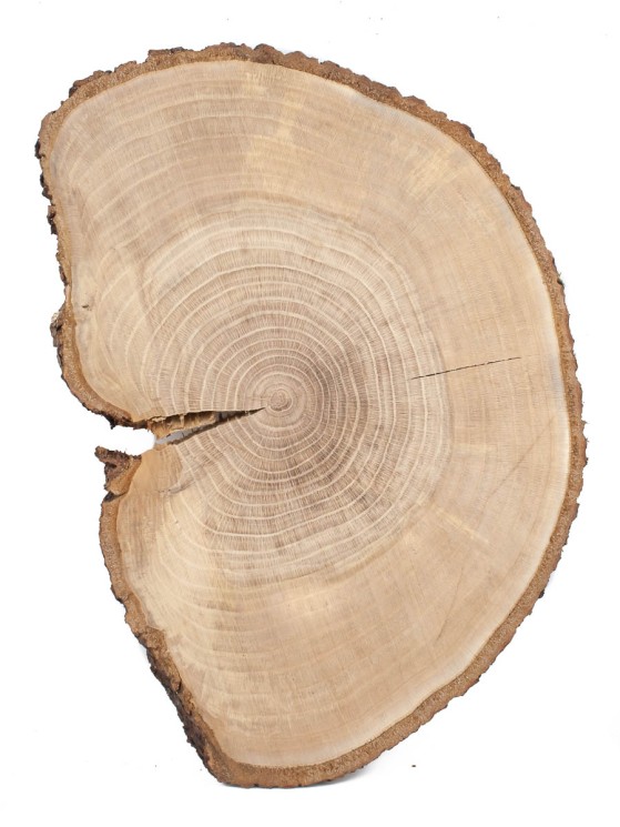 Спил дерева дуб d 29-42 см ТВ-1451