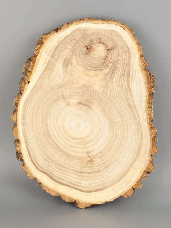 Спил дерева вяз (карагач) d 22-27 см ТВ-2037