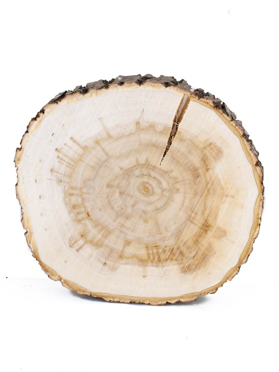 Спил дерева ива d 11-13 см ТВ-1047