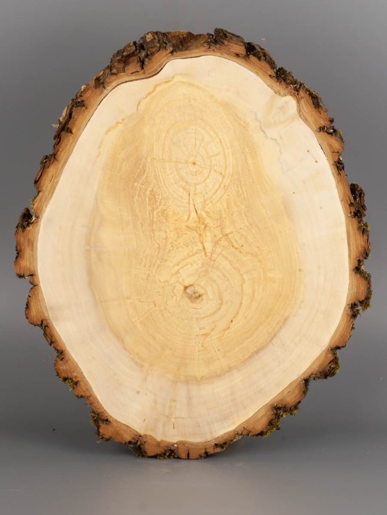 Спил дерева ива d 22-27 см ТВ-1842