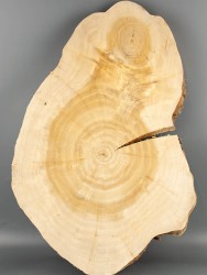 Спил дерева ива d 31-46 см ТВ-2081