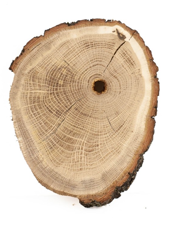 Спил дерева дуб d 14-16 см ТВ-1394