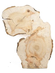 Спил дерева клён d 37-65 см ТВ-1587