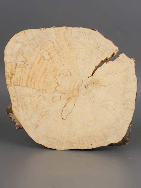 Спил дерева клён d 15-17 см ТВ-1957