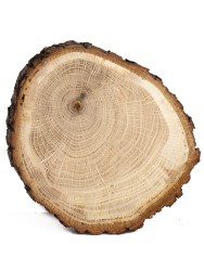 Спил дерева дуб d 13-15 см ТВ-1152