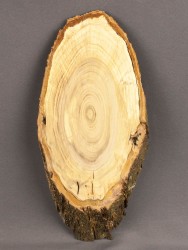 Спил дерева слива d 11-25 см ТВ-1749