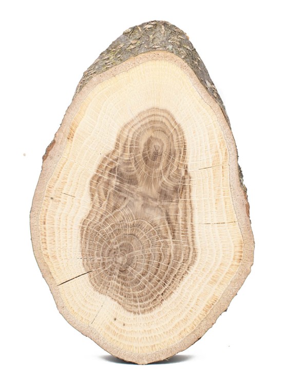 Спил дерева дуб d 10-14 см, толщина 15-25 мм (1 шт.) ТВ-454