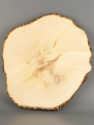 Спил дерева клён d 24-26 см ТВ-2040