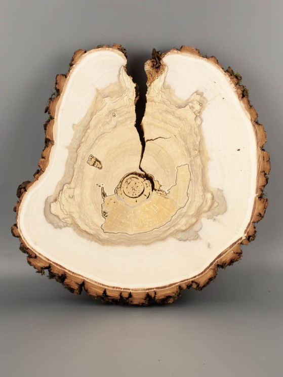 Спил дерева ива d 27-31 см ТВ-2083