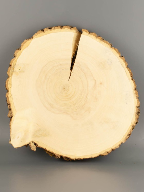 Спил дерева клён d 29-31 см ТВ-2041