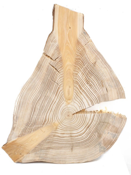 Спил дерева лиственница d 31-45 см ТВ-1456