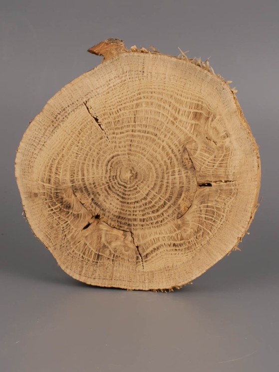 Спил дерева дуб d 8-10 см ТВ-1960