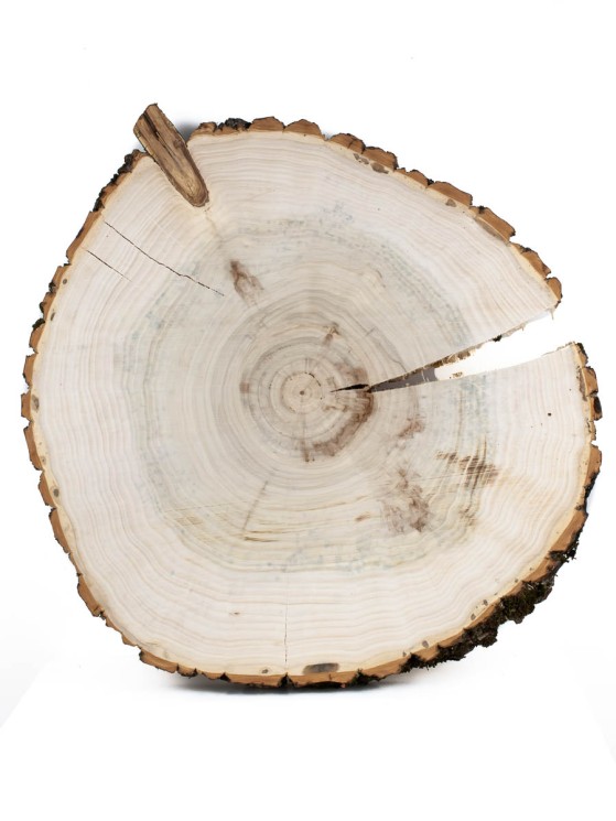 Спил дерева тополь d 40-42 см ТВ-693
