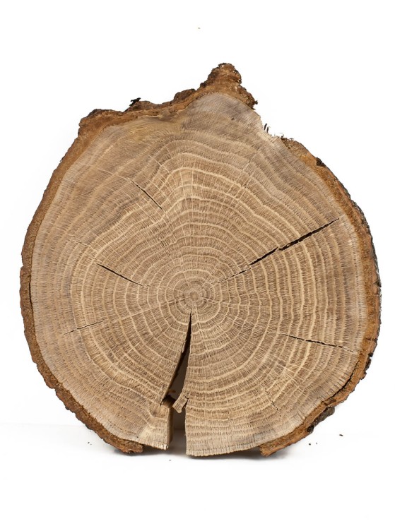 Спил дерева дуб d 20-22 см ТВ-757
