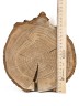 Спил дерева дуб d 20-22 см ТВ-757