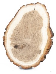 Спил дерева дуб d 14-18 см ТВ-1141
