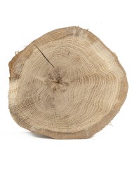 Спил дерева дуб d 19-21 см КЛ-0027