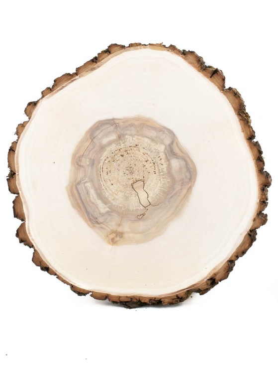 Спил дерева ива d 32-34 см ТВ-1458