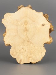 Спил дерева клён d 19-21 см ТВ-1848