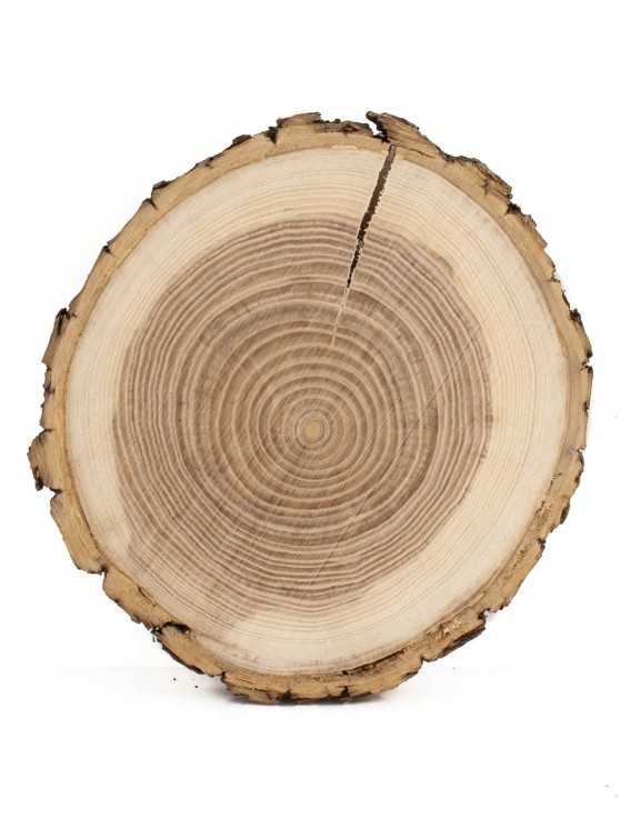 Спил дерева ясень d 11-13 см ТВ-800