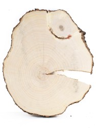 Спил дерева клён d 27-31 см ТВ-1054