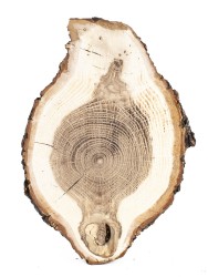 Спил дерева дуб d 12-18 см ТВ-1142