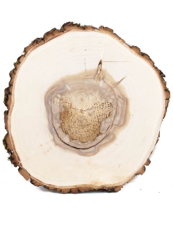 Спил дерева ива d 33-37 см ТВ-1459