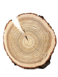 Спил дерева лиственница d 28-32 см, толщина 28-30 мм (1 шт.) ТВ-094
