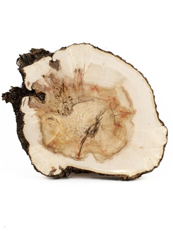 Спил клёна 25-29 см ТВ-760