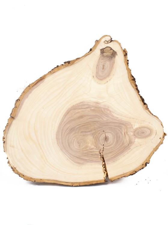 Спил дерева ясень d 31-35 см ТВ-1422