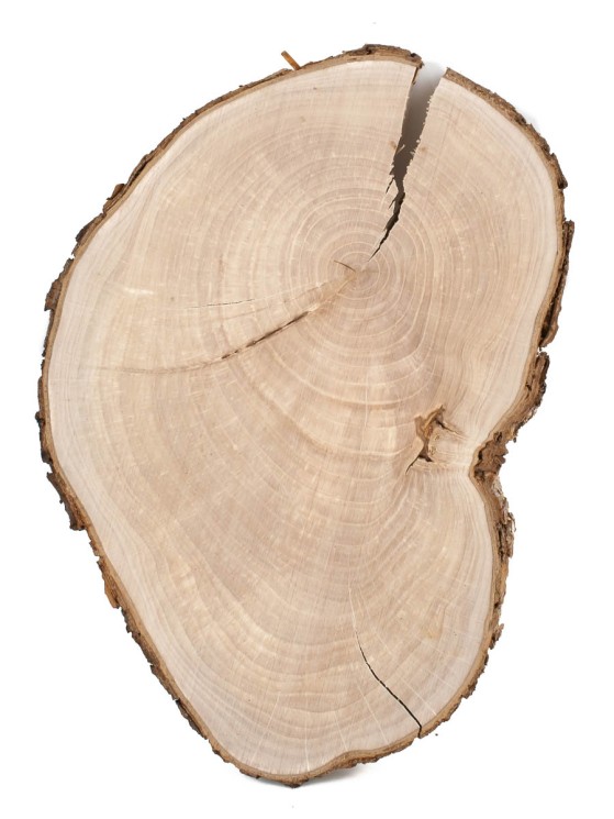 Спил дерева груша d 17-26 см ТВ-1460