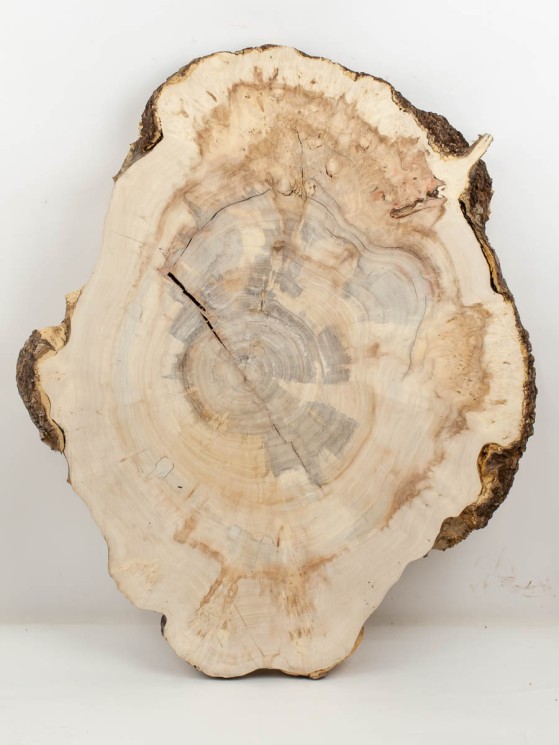 Спил дерева клён каповый d 47-56 см ТВ-2046