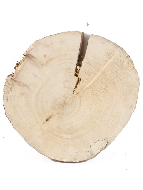 Спил дерева клён d 24-26 см ТВ-1423