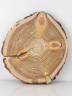 Спил дерева лиственница d 29-31 см, толщина 26-28 мм (1 шт.) ТВ-096