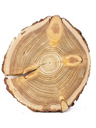 Спил дерева лиственница d 29-31 см, толщина 26-28 мм (1 шт.) ТВ-096