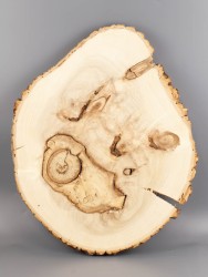 Спил дерева тополь d 39-48 см ТВ-2047