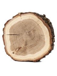 Спил дерева дуб d 13-15 см КЛ-0030