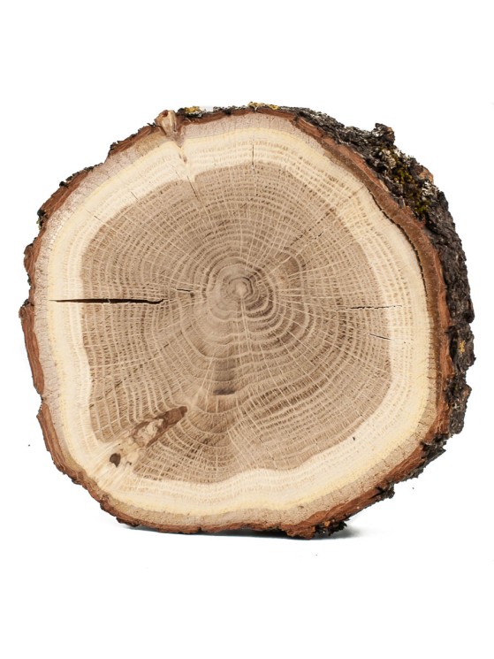 Спил дерева дуб d 13-15 см КЛ-0030