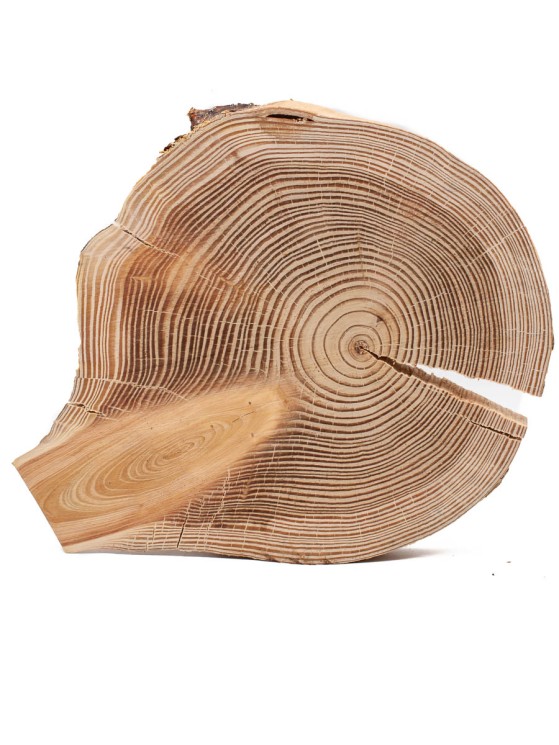 Спил лиственницы d 19-23 см ТВ-802