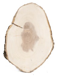 Спил дерева ясень d 29-41 см ТВ-1287